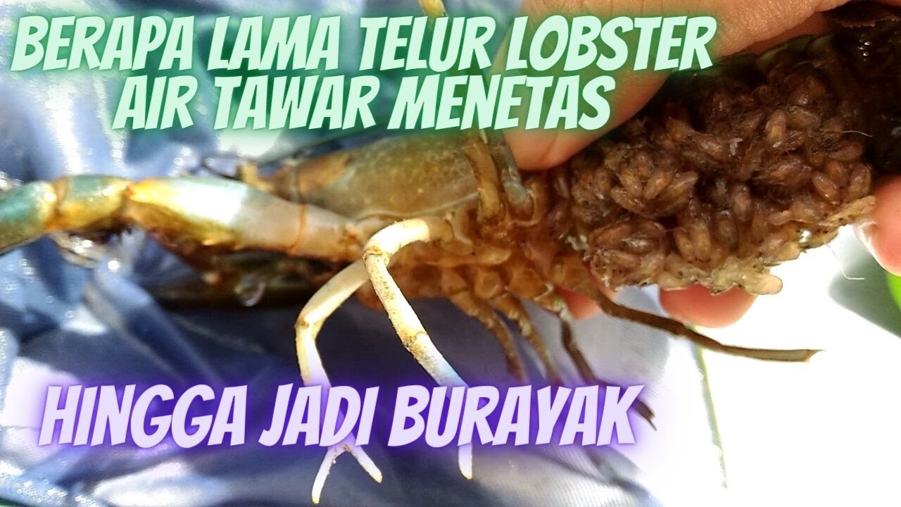 Berapa Lama Telur Lobster Air Tawar Menetas hingga menjadi burayak//begini penjelasannya.