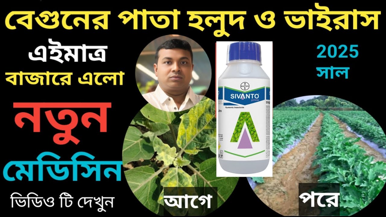 বেগুন গাছের পাতা হলুদ ও মোজাইক ভাইরাস দমন করার জন্য বাজারে এলো নতুন আবিষ্কার মেডিসিন 100%RESULT💯❤