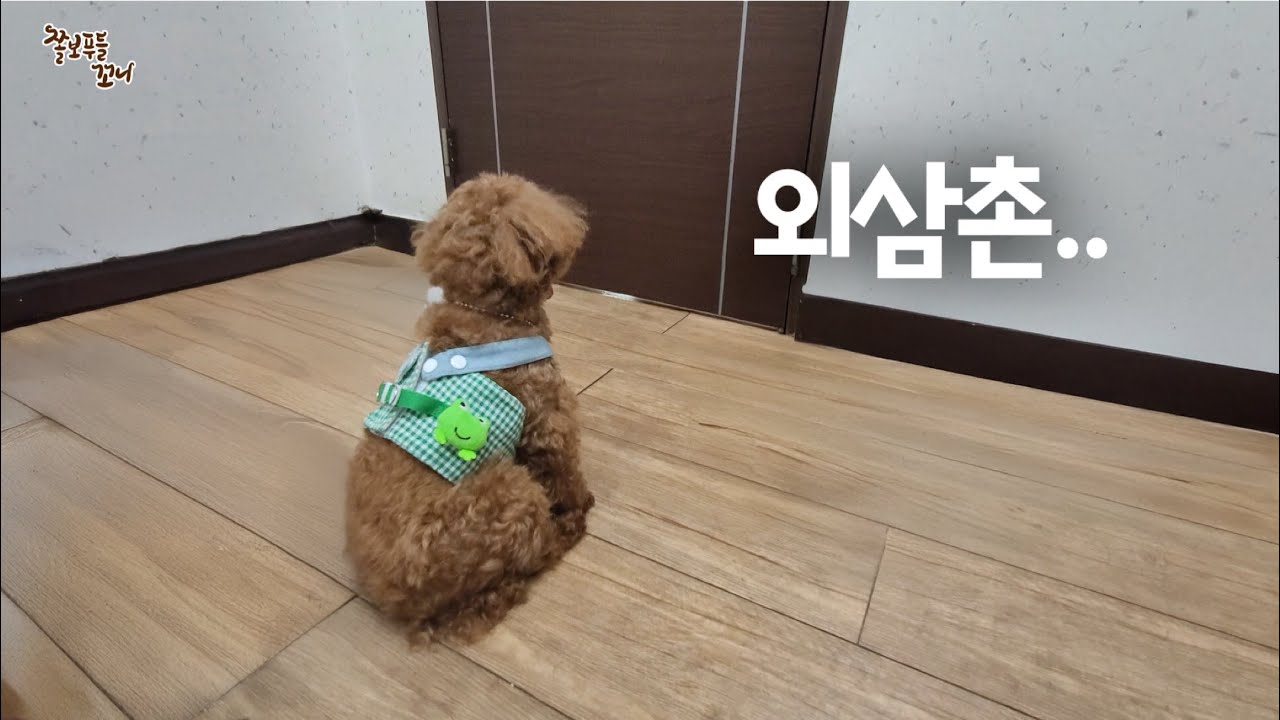 하늘나라 간 외삼촌을 영문도 모른채 기다리는 강아지.  사랑하는 외삼촌 천국에서 다시 만나요!