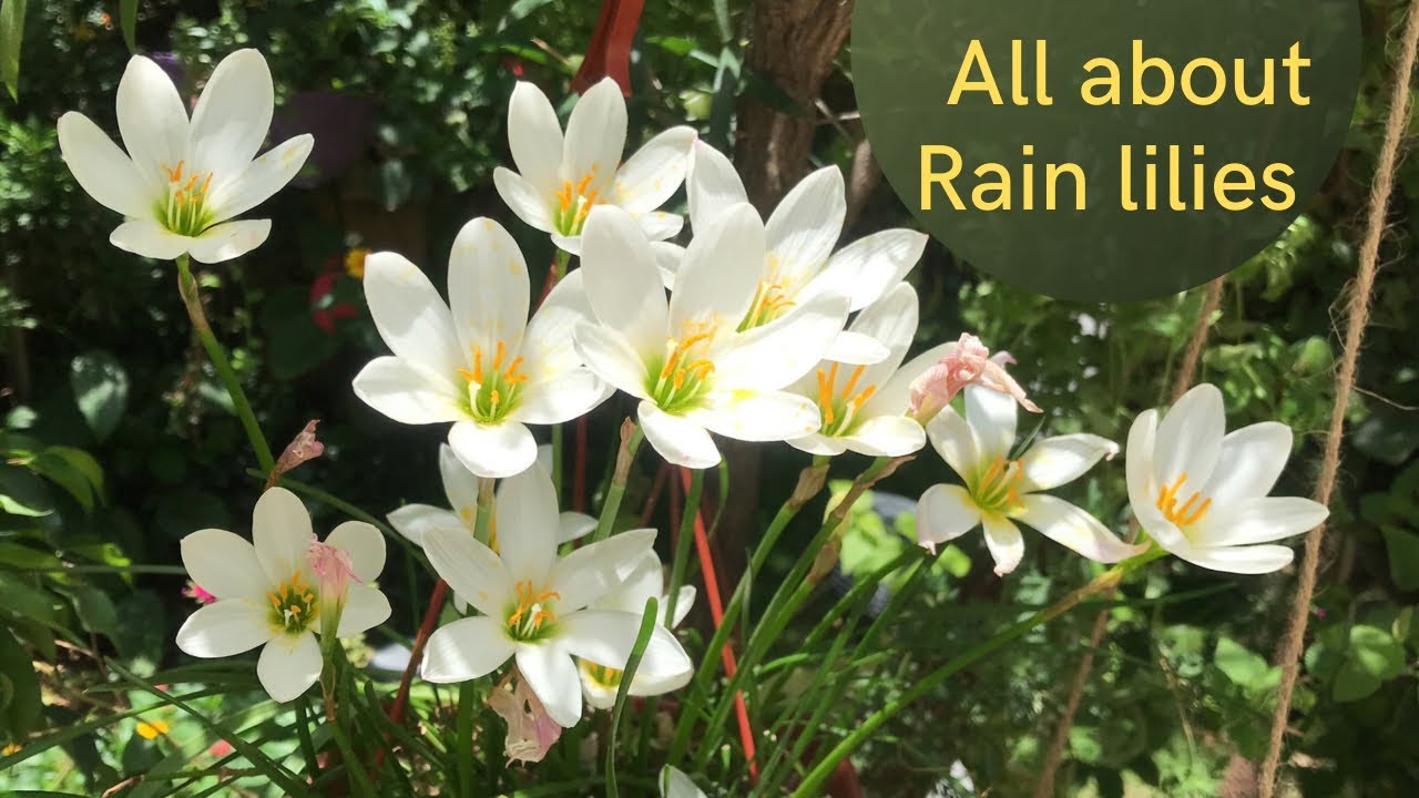 Tips to get blooms on Rain Lily if its not flowering||How to grow and care Rain lilies