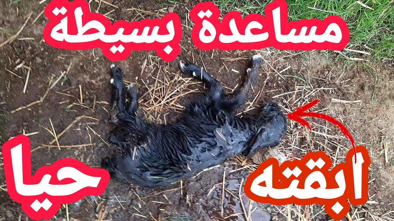 سبحان الله انقذت جدي من الموت بعد هبوط حرارة جسمه بعد الولادة بطريقة بسيطة