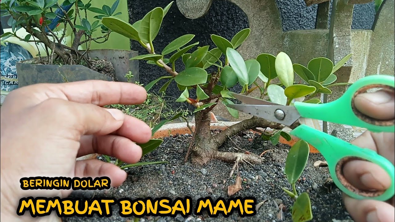 cara merimbunkan bonsai beringin dolar mini menjadi lebih berkarakter