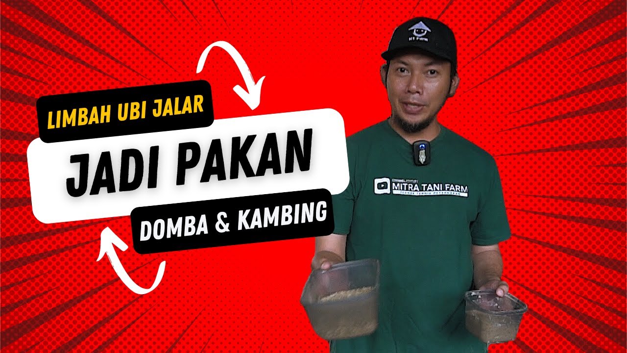 Limbah Ubi Jalar Bisa Untuk Pakan Domba dan Kambing