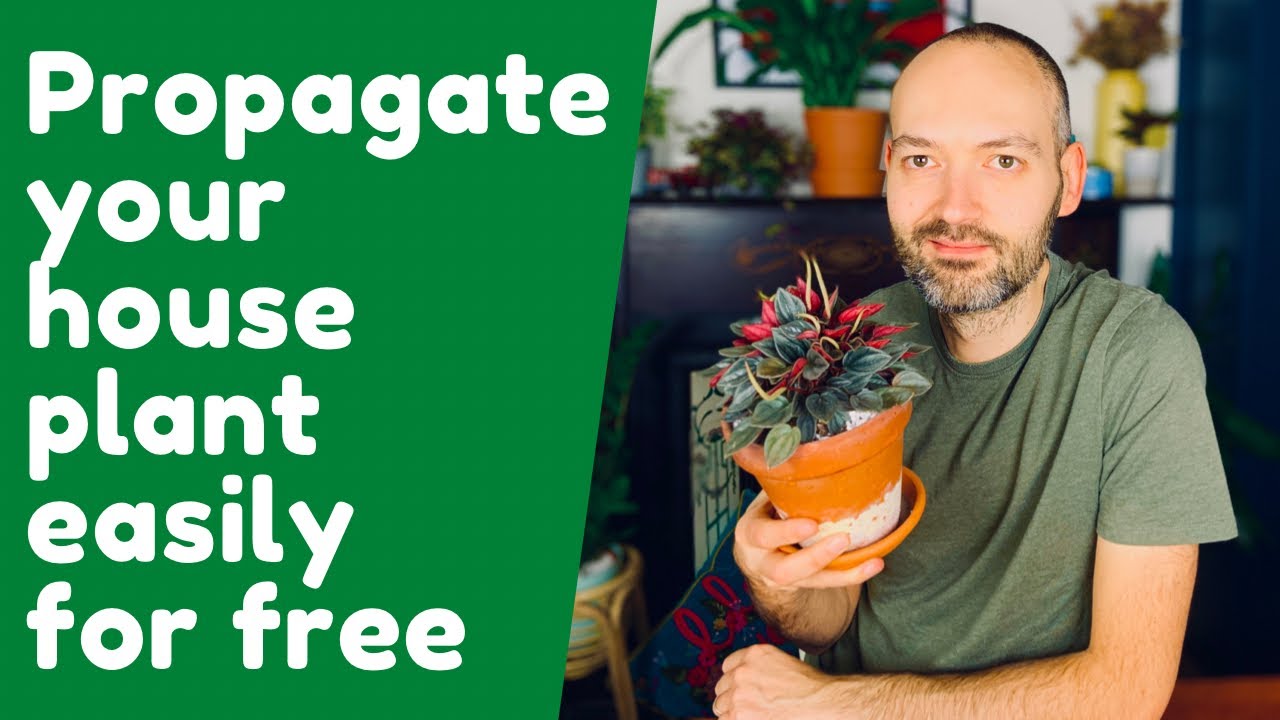 Propagate A Peperomia From Just A Leaf