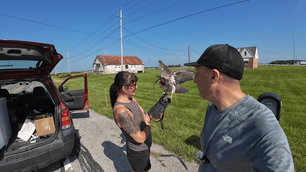 Falconry Trapping Season is OPEN!  (Emily Trapped Her FIRST Hawk!)