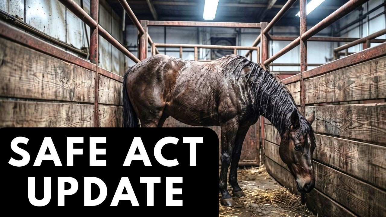 SAFE Act Update