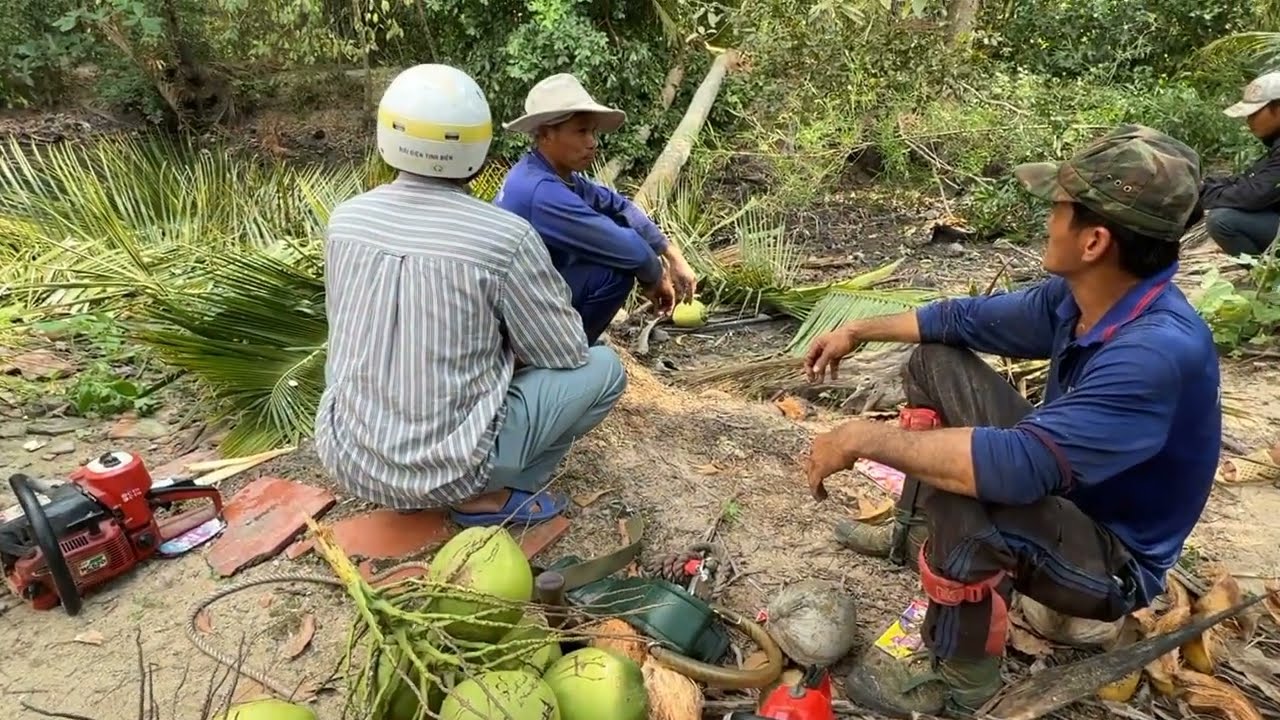 Горные лесорубы срубили две высокие кокосовые пальмы, на которых еще оставалось много плодов #cao...