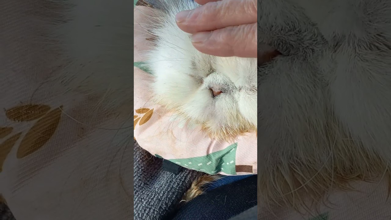 Purring Persian Sunflower 🌻 3minutes of charming pur