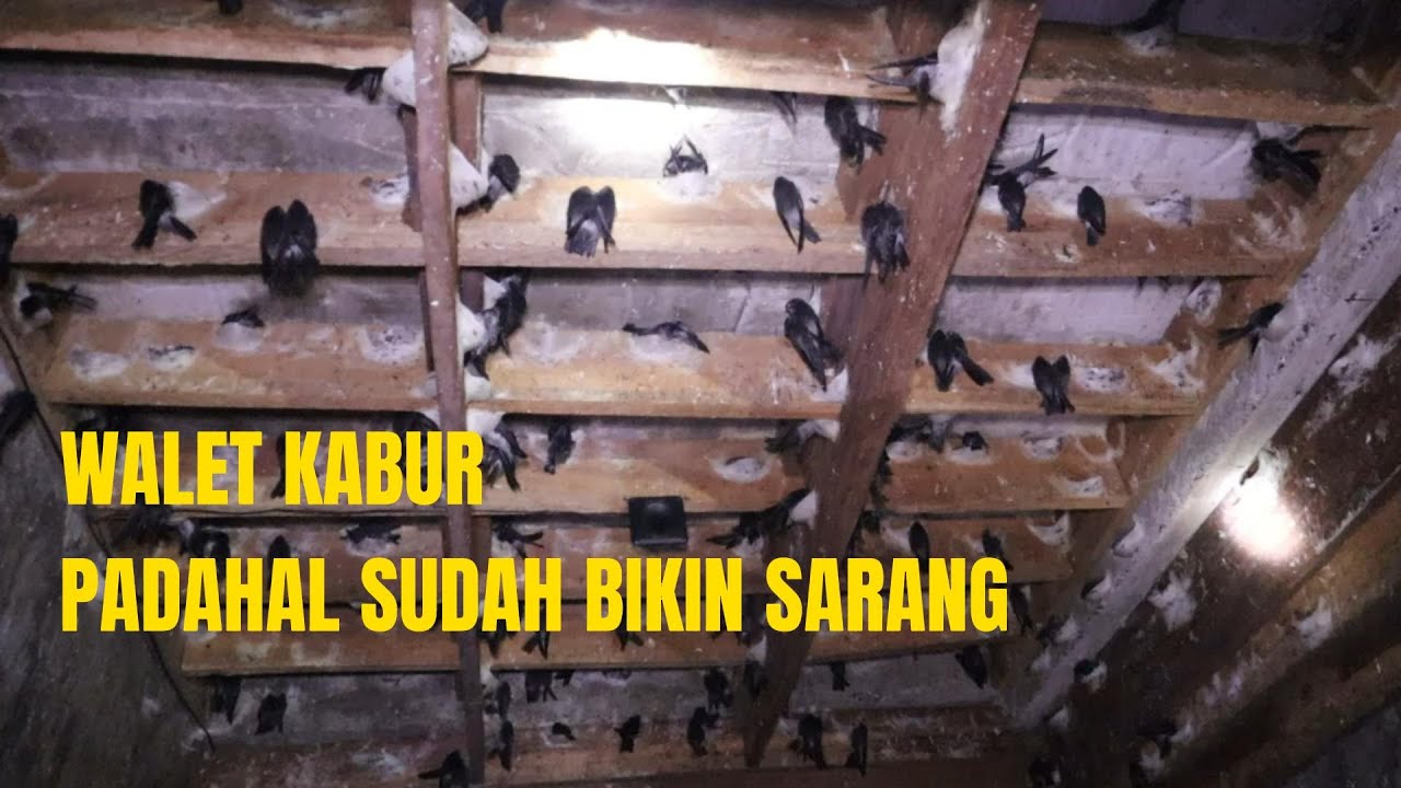 BURUNG WALET KABUR??? CARA MENGATASI WALET SUDAH BIKIN SARANG LALU KABUR KE GEDUNG LAIN