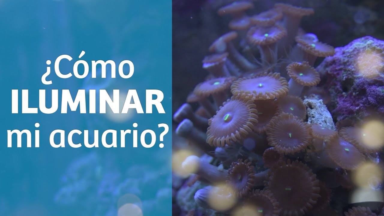 Tipos de iluminación para tu acuario 💡