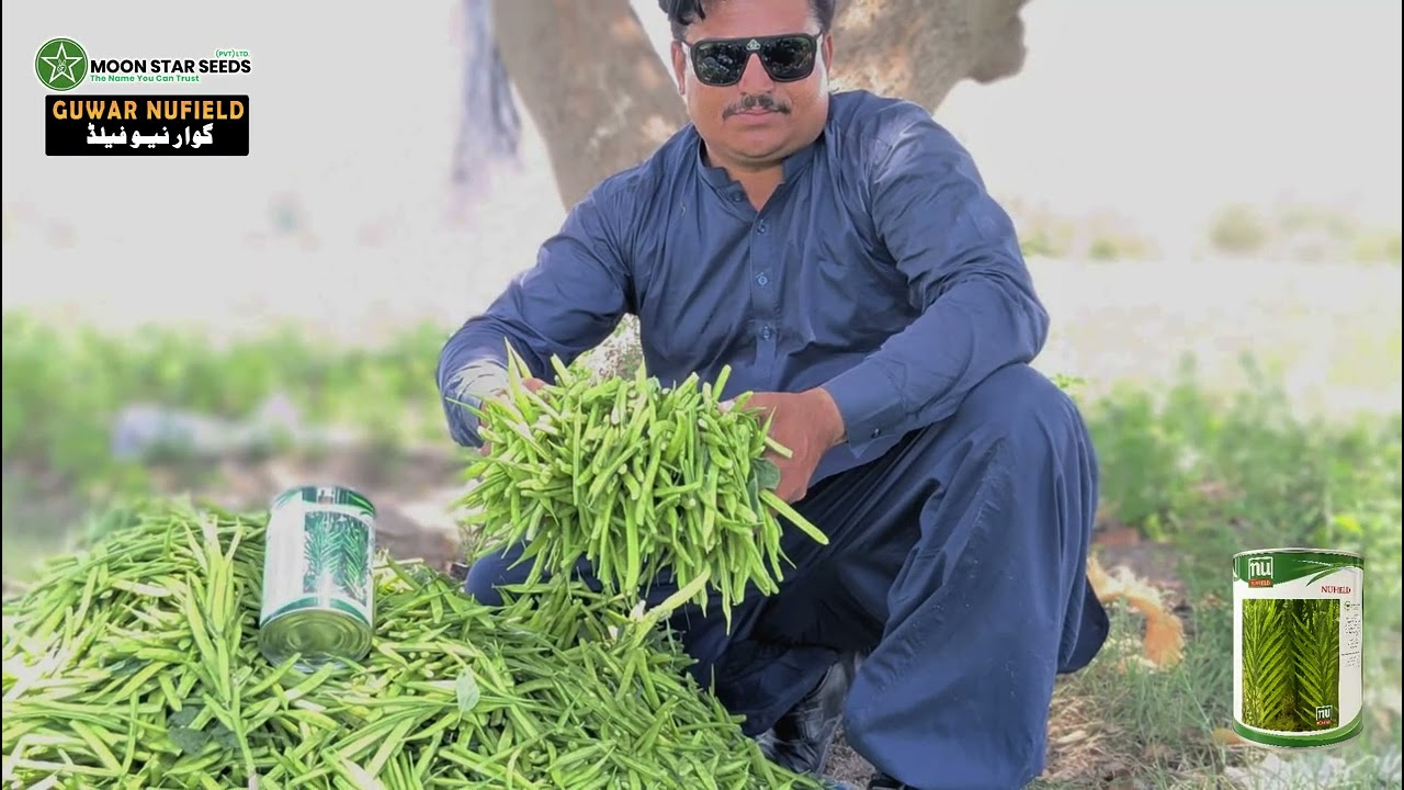 Grow Profitable Guar with Neufield Variety | Imported Seeds by Moon Star Seeds