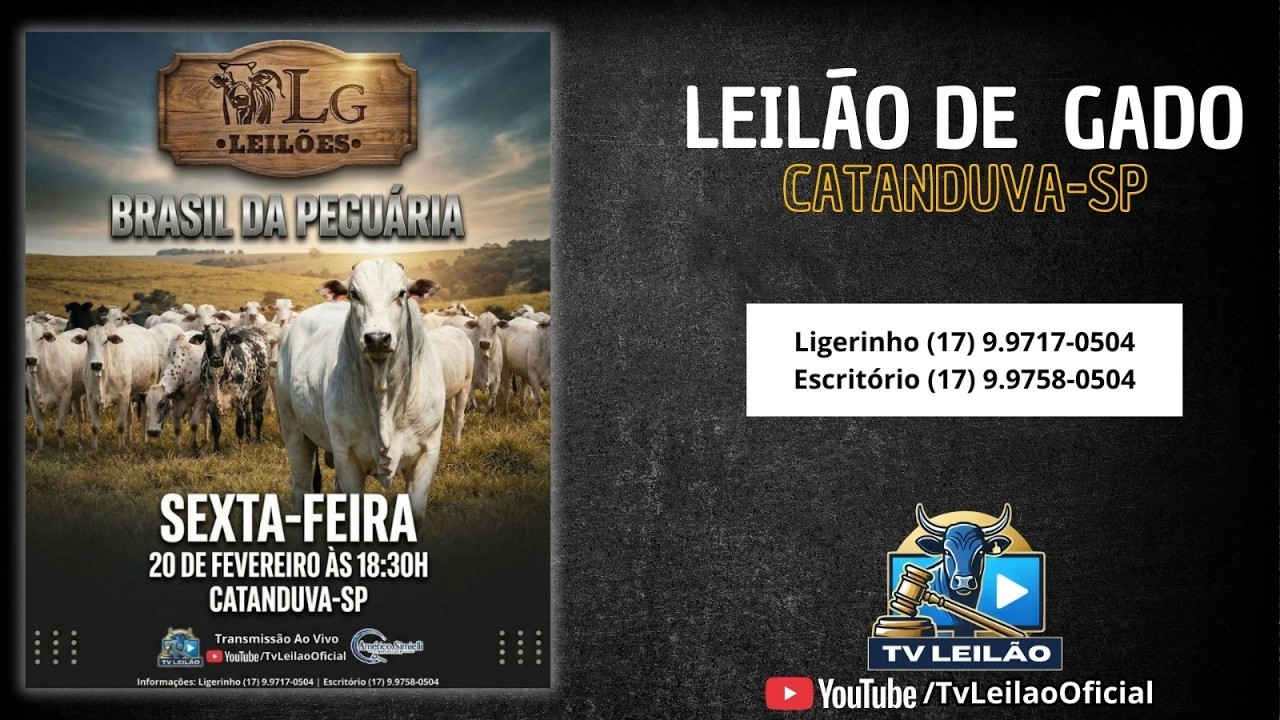 LG LEILÕES AO VIVO - CATANDUVA - SP | LEILÃO DE GADO | 20/02/2026