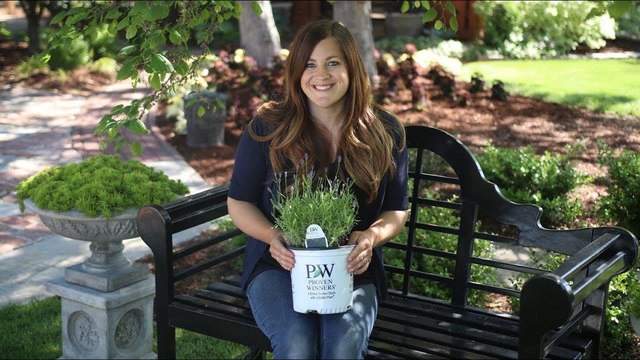 weet Romance&reg; Lavender by Proven Winners | Fragrant, Hardy & Pollinator-Friendly