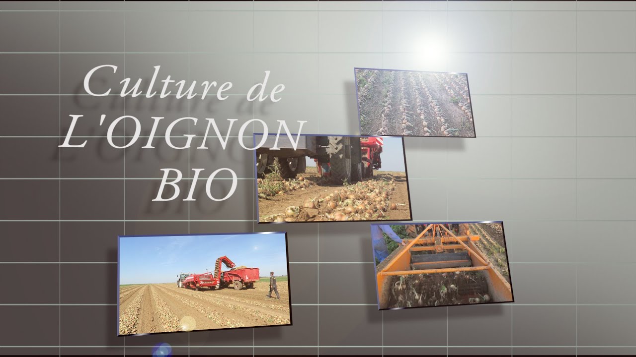 Culture de l'oignon Bio