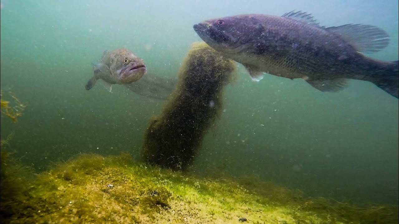 Underwater Fish Footage of My Two Favorite Bed Fishing Lures! (Sight Fishing Tips and Tricks)