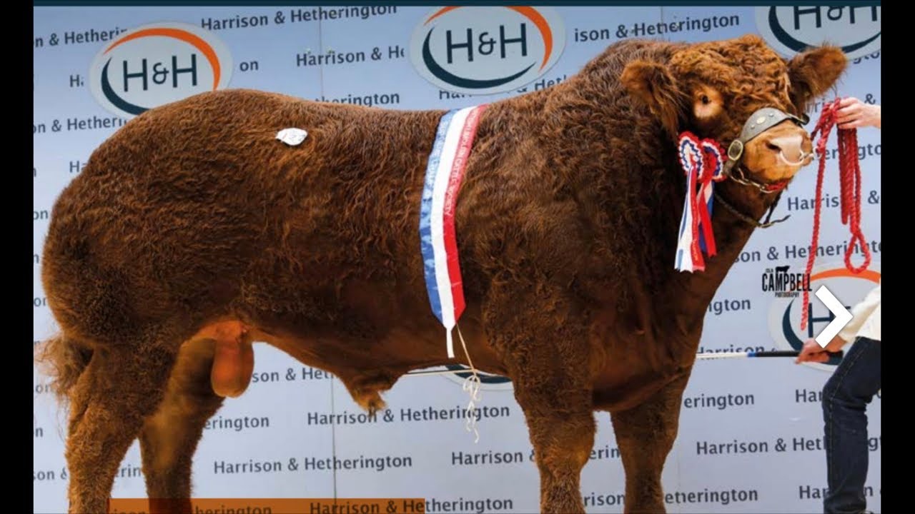 Show of Limousin Bulls at Borderway Carlisle 1.00pm on Friday 13th February 2026