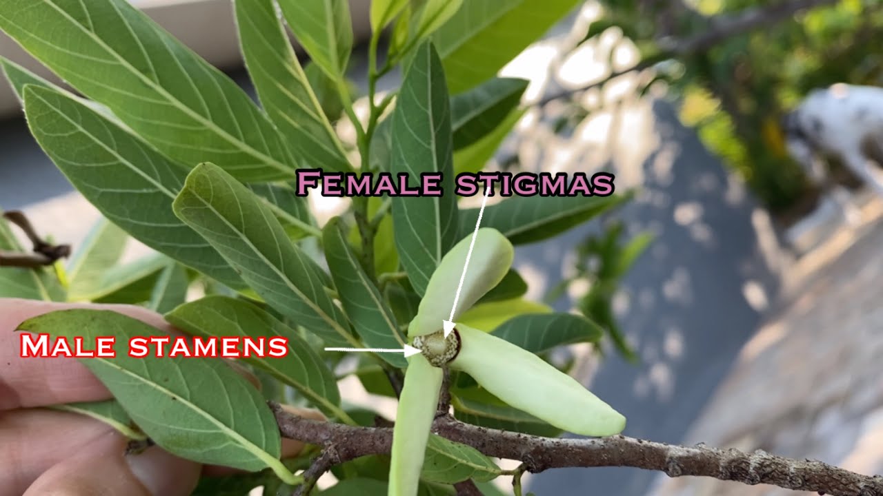 Female Vs Male sugar apple 🍎 🍏 🍎 flower clarification & the pollination process