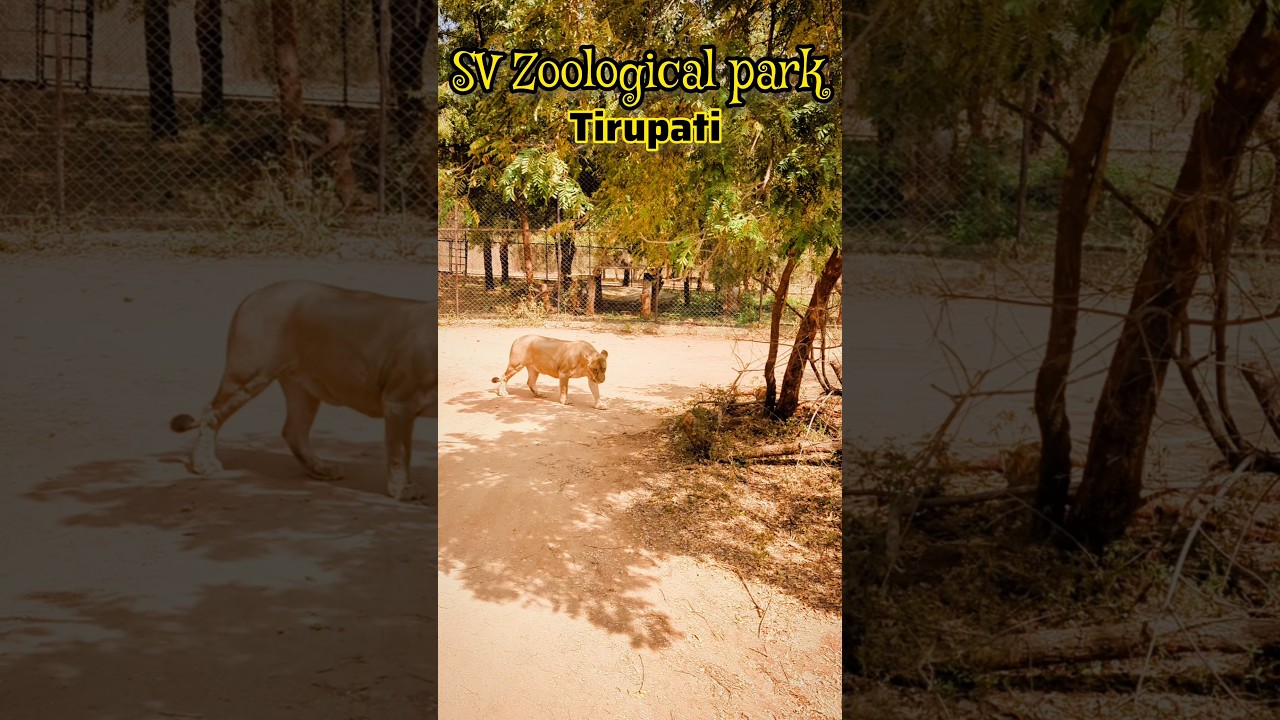 SV Zoological park Tirupati 👌#travel #explore #zoo #park #tirupati