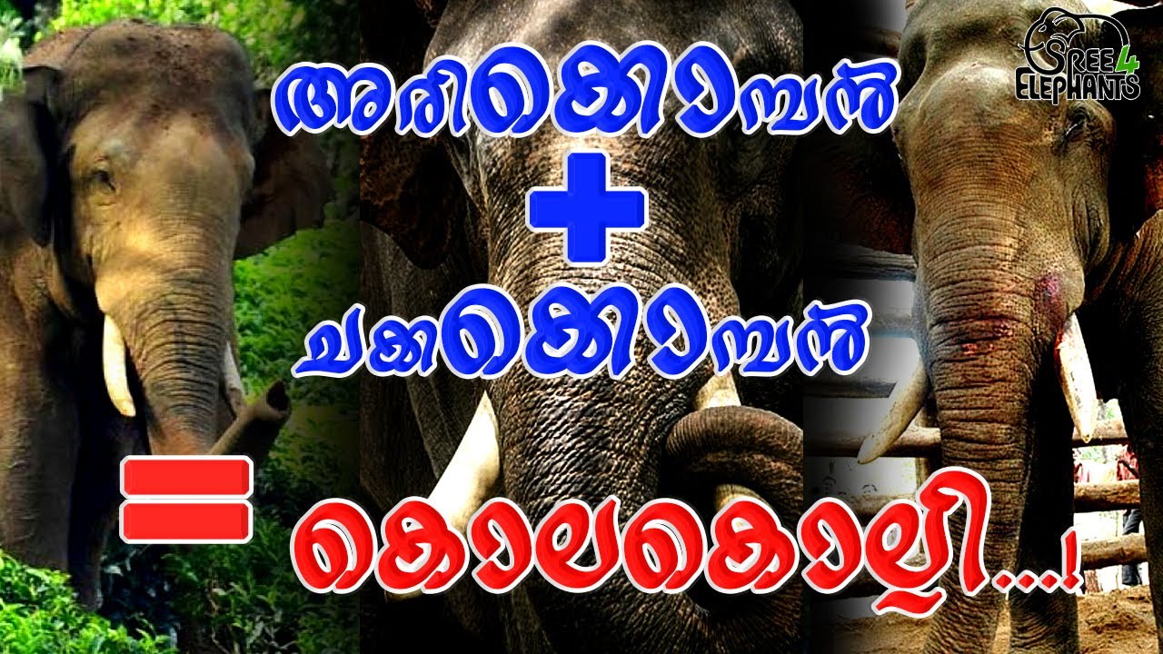 മനുഷ്യന്റെ തോന്ന്യാസങ്ങളോട് അതേ നാണയത്തിൽ തിരിച്ചടിച്ച  ആനതീവ്രവാദി... ധീര രക്തസാക്ഷി..!