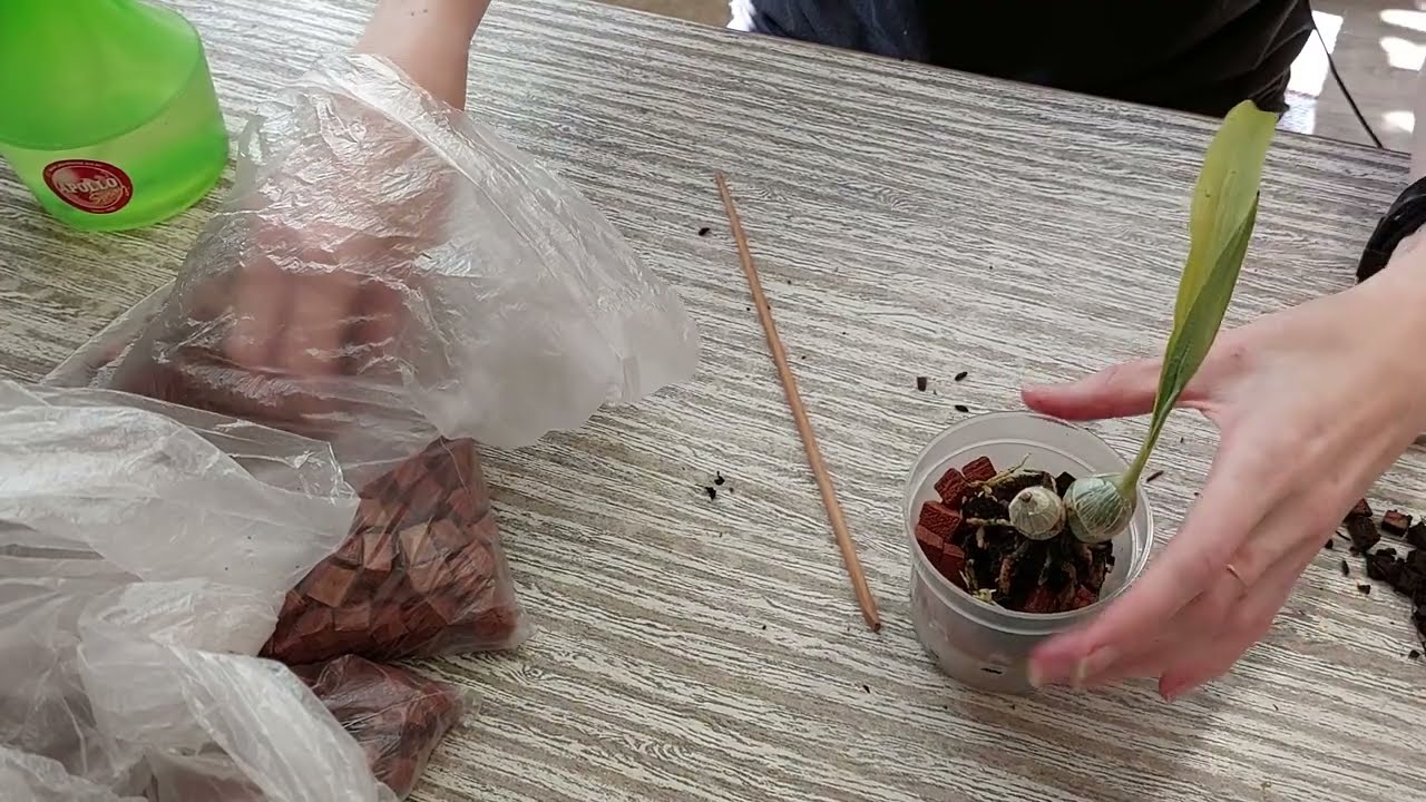 Пересадка молодого Catasetum Tenebrosum. Катасетум или орхидея морковка.