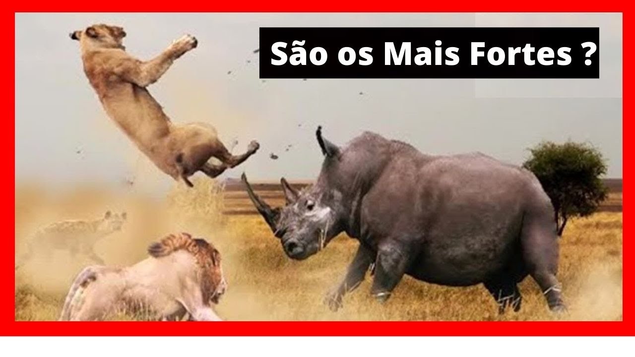 FATOS SURPREENDENTES SOBRE OS RINOCERONTES