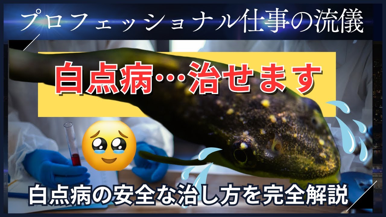 【熱帯魚飼育における魚の病気の治し方】　白点病の効果的な治療方法・メチレンブルーとグリーンFと粗塩を使った治し方をご説明致します。