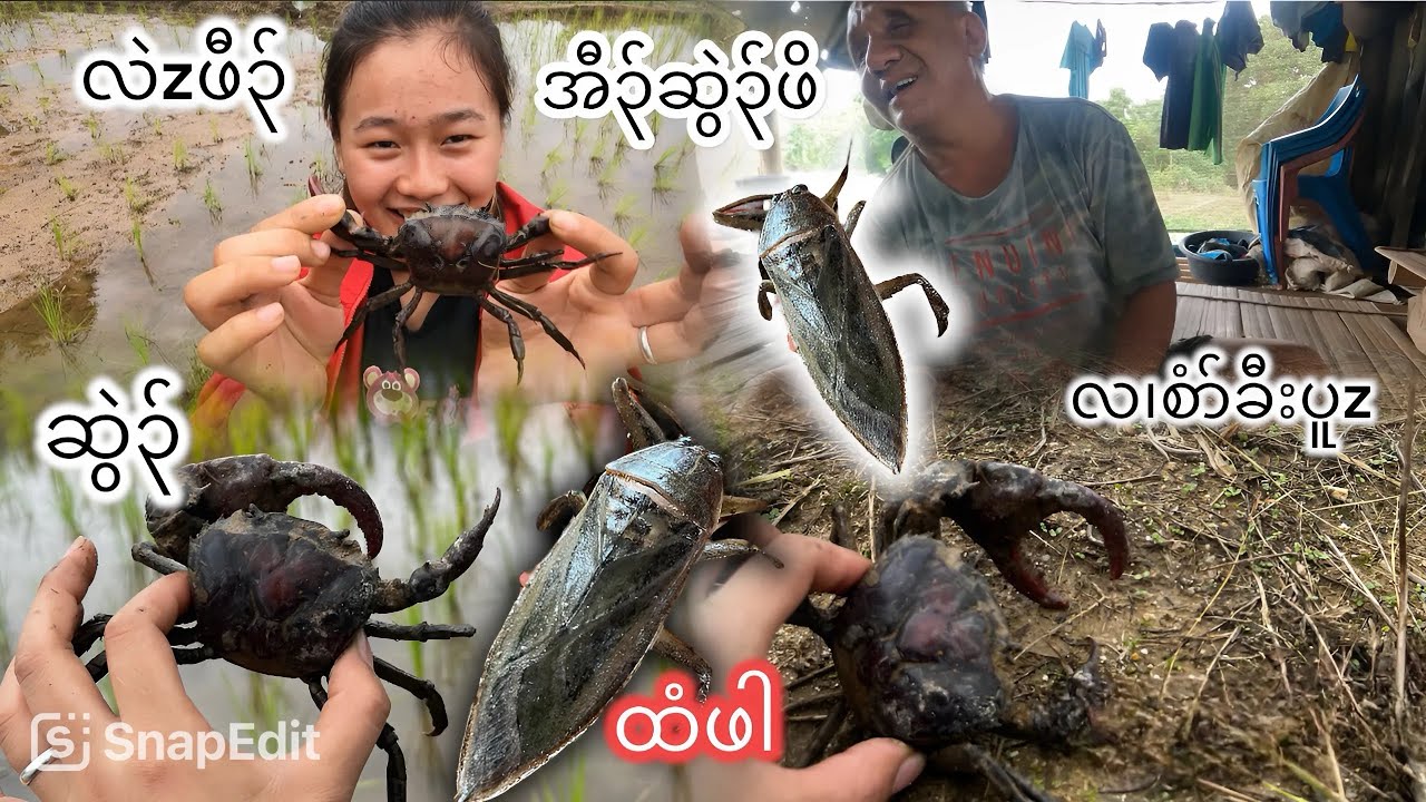 11/8/2024 Catch crabs 🦀 in the Ti Klaw Di niece farm