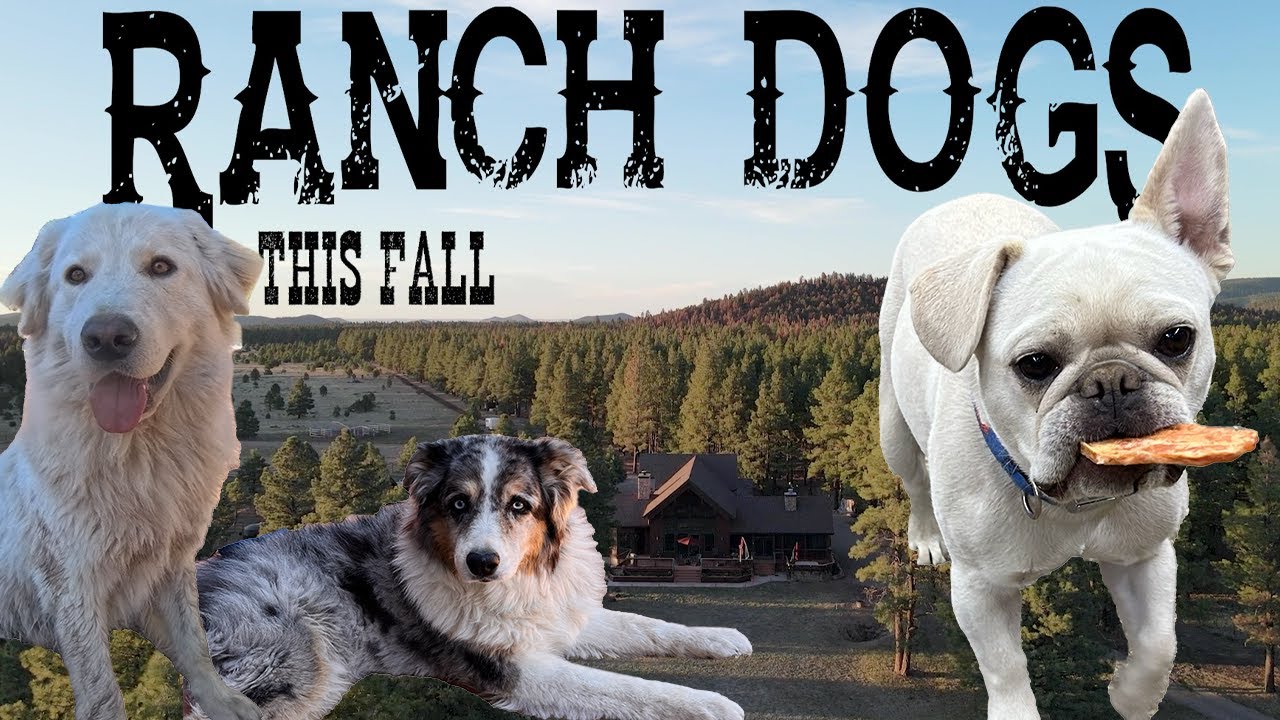 Ranch Dogs Teaser 1
