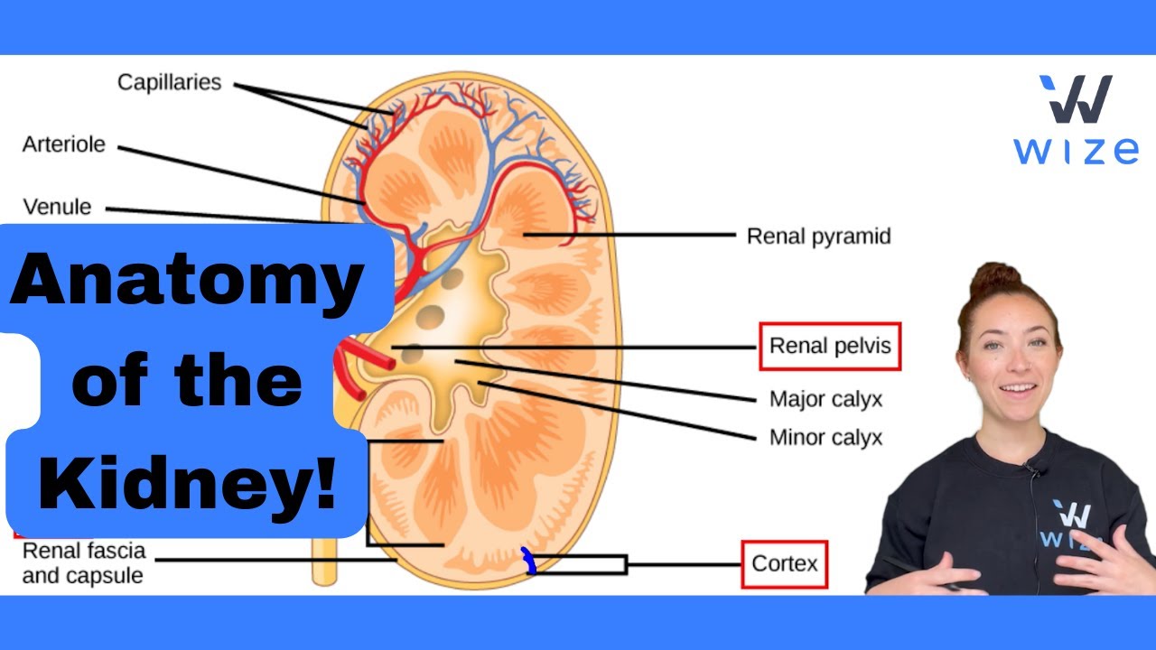 Anatomy of the Kidney: MCAT Biology | Master The MCAT With Wizeprep