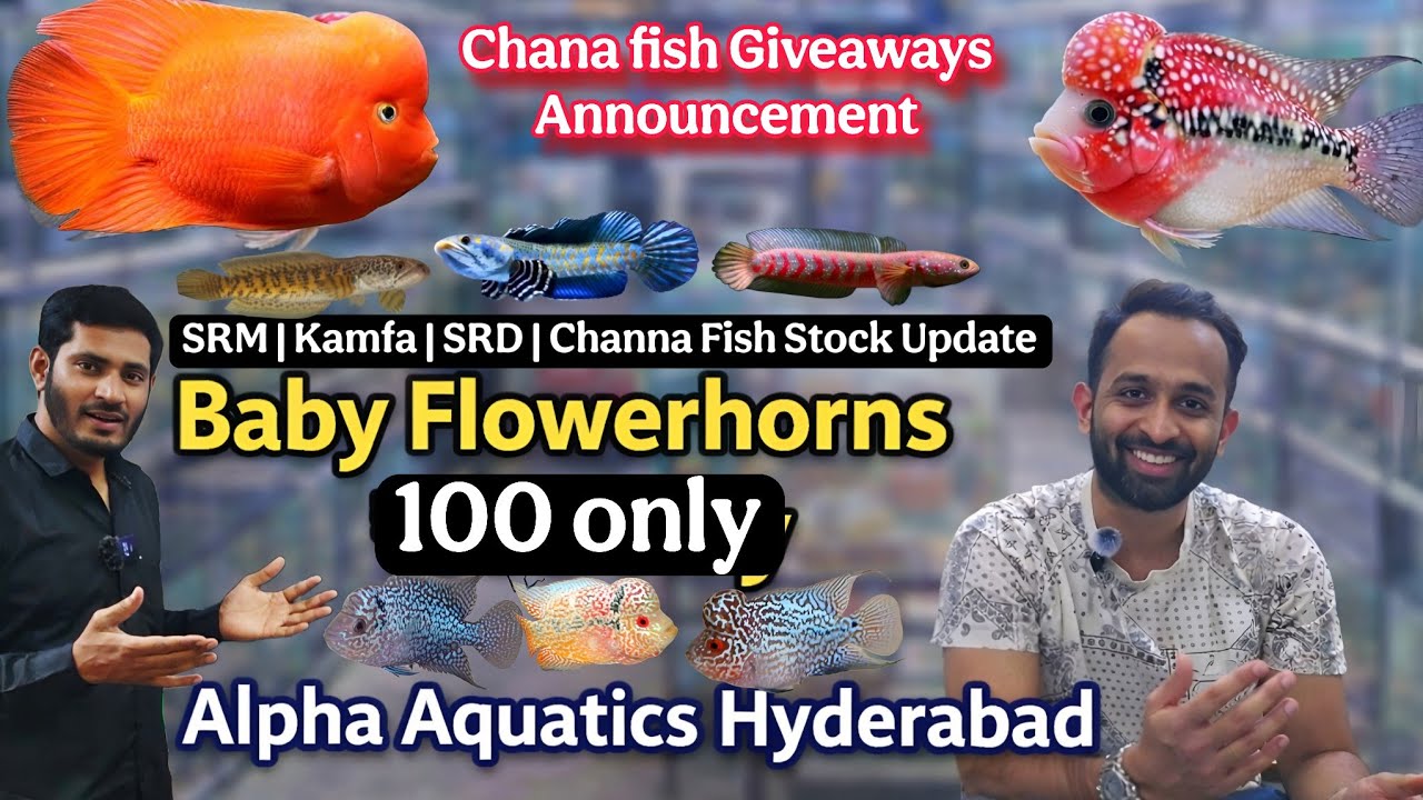 🔥 CLEARANCE Offer🔥 Cheapest Rates Ever on Flowerhorn Fry & Juveniles | Best Quality at Lowest Price