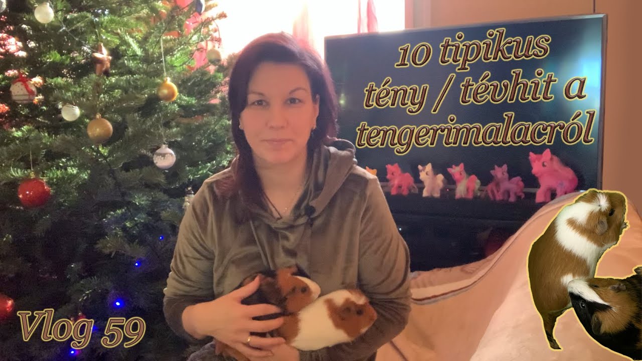 Vlog 059 - Tengerimalac tartás kérdések: 10 klasszikus tény és tévhit
