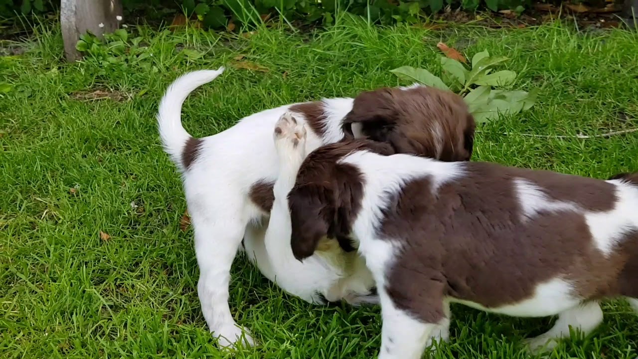 Engelse springer spaniel pups 5 weken oud