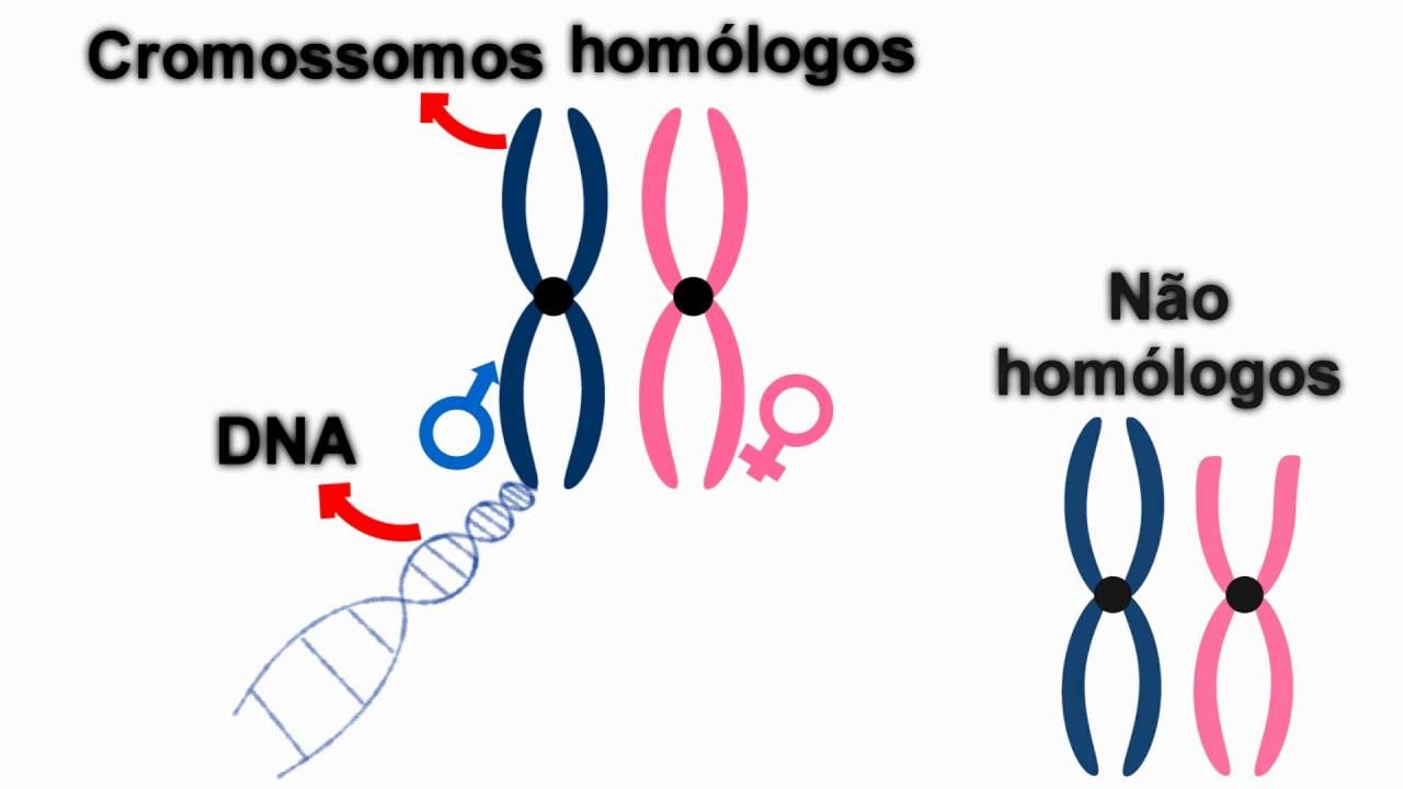 Introdução à genética (princípios básicos).