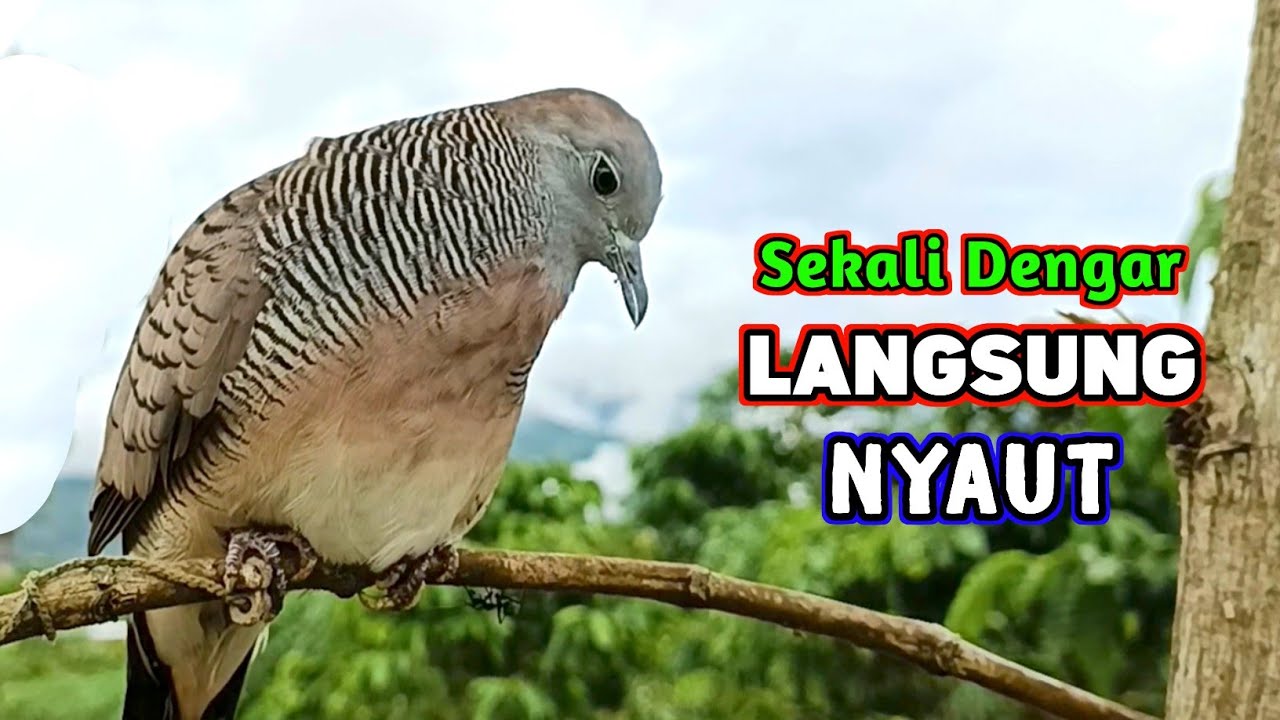 Suara Burung Perkutut Pikat Paling Bagus Untuk Pancingan 