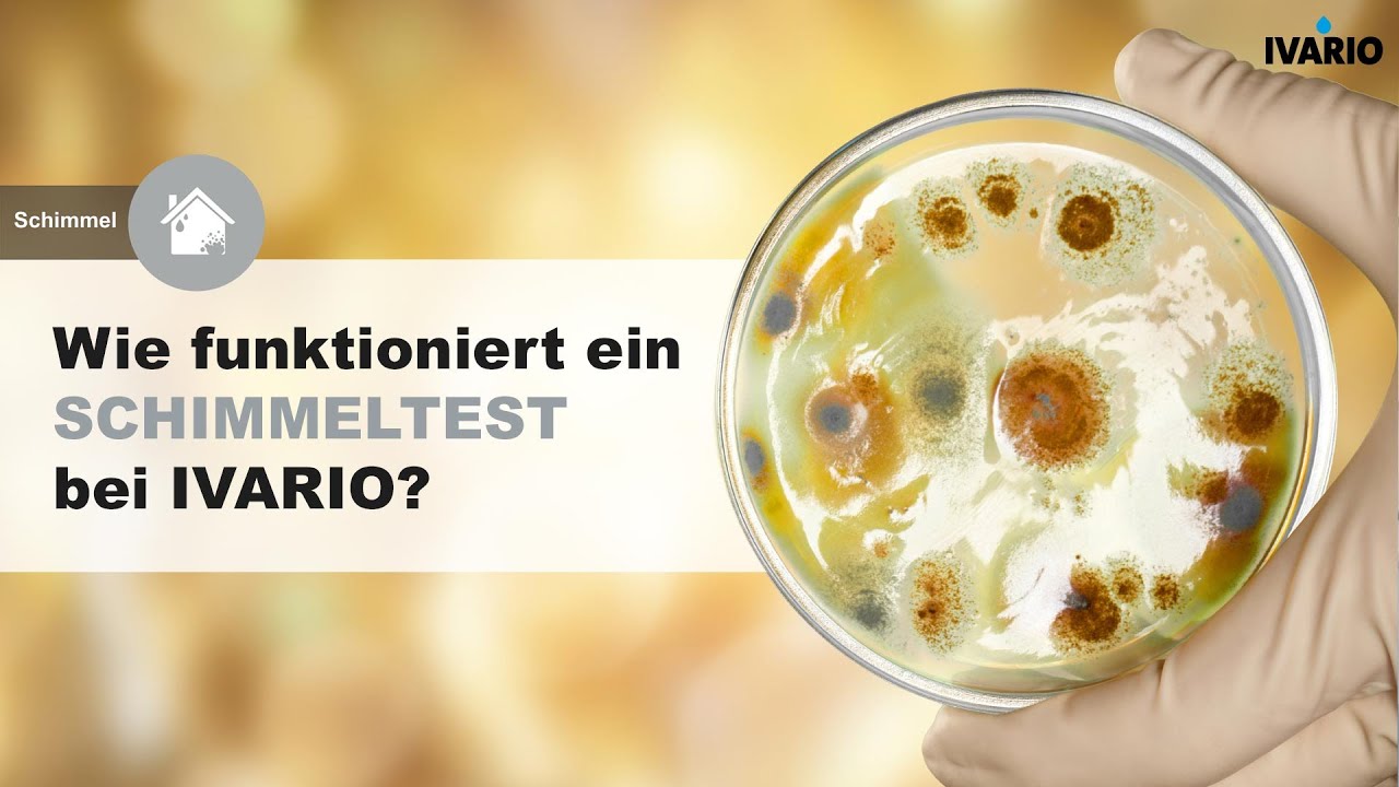 Wie kann ich Wohnraum auf Schimmel testen?