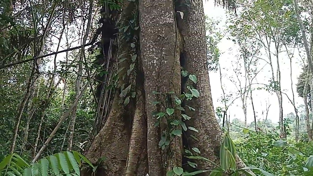 Jalan Kesini Ketemu Pohon Besar 