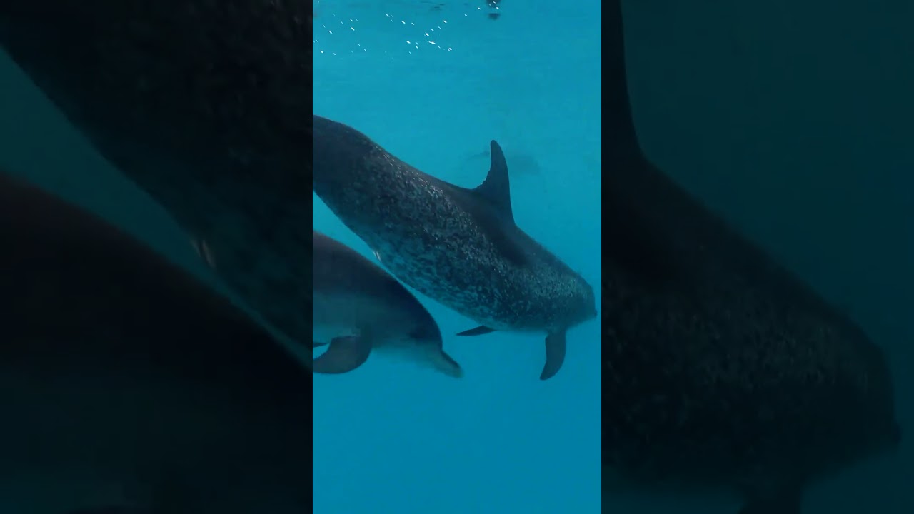Atlantic Spotted Dolphins #saveourseasfoundation  #dolphin  #Atlanticspotteddolphin #marinemammals