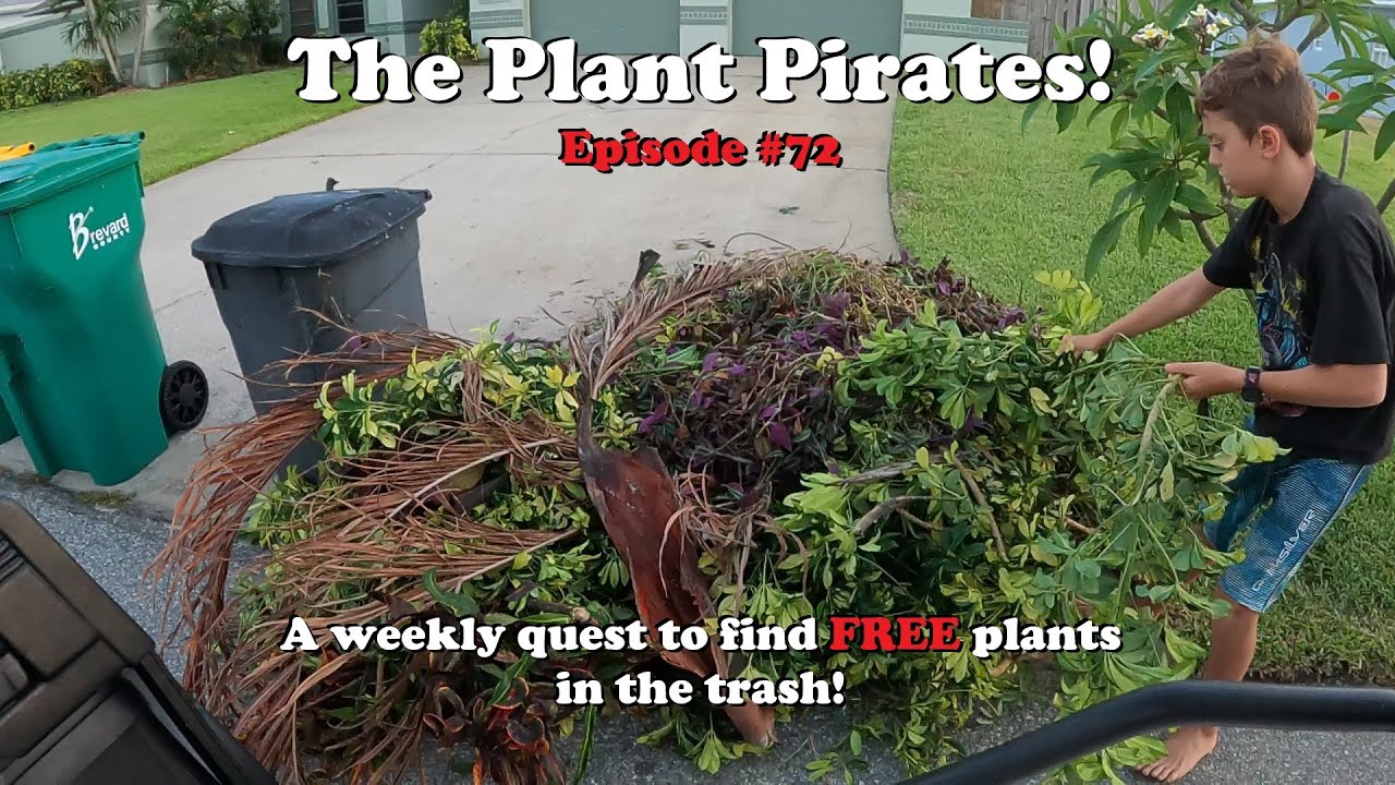 Finding FREE Plants in the trash! The Plant Pirates Episode #72