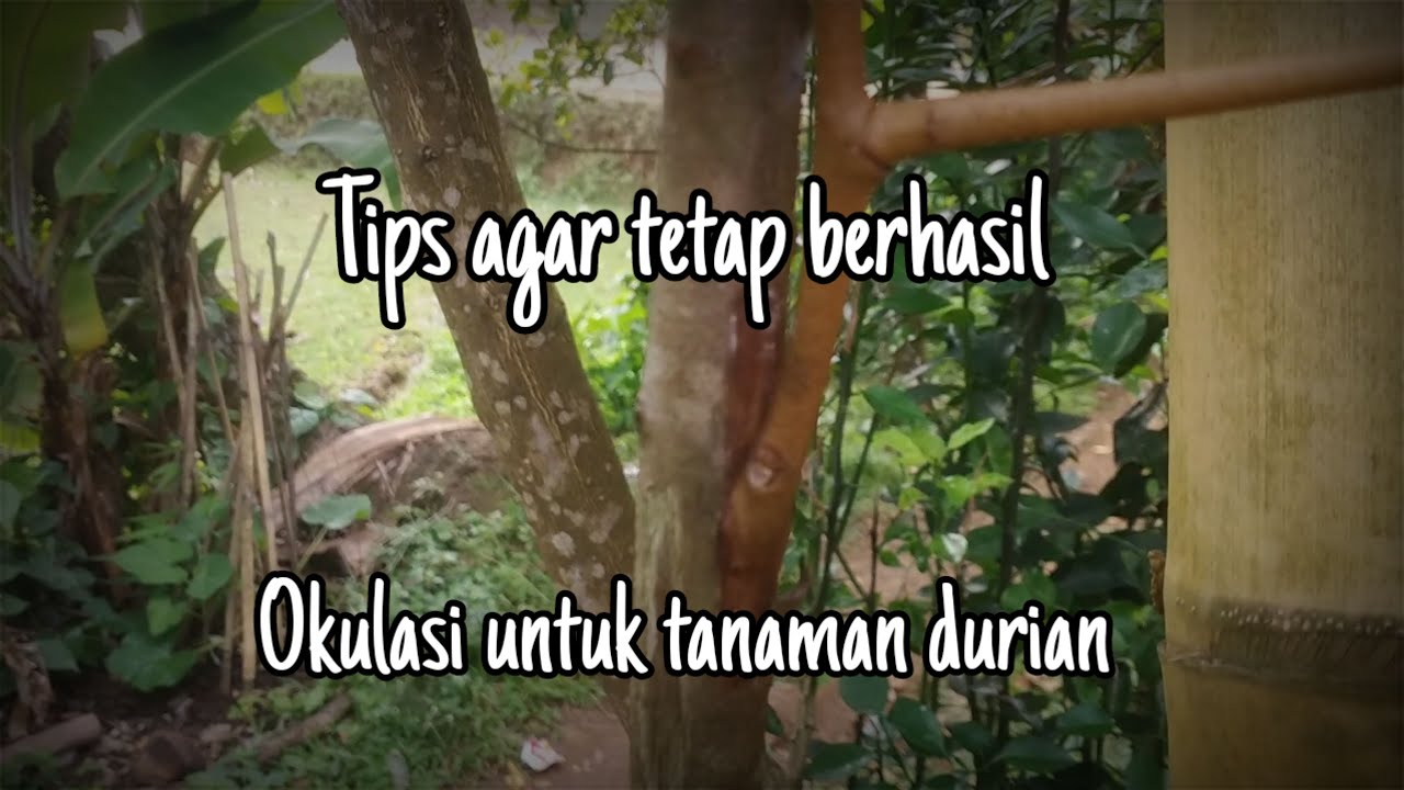 Okulasi tempel sisip untuk tanaman durian