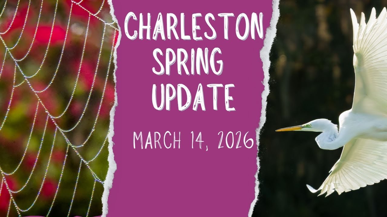 Обновленная информация о весеннем цветении в Чарльстоне, март 2026 г.
