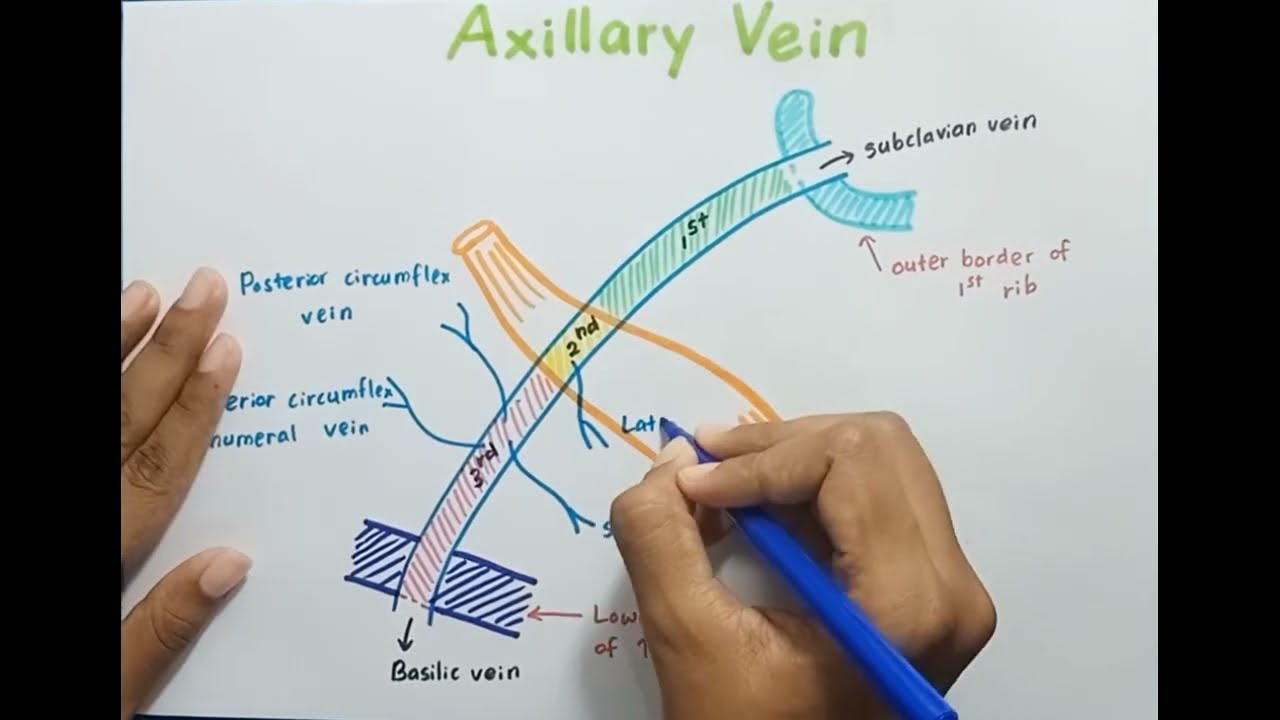 AXILLARY VEIN: Know its Tributaries!