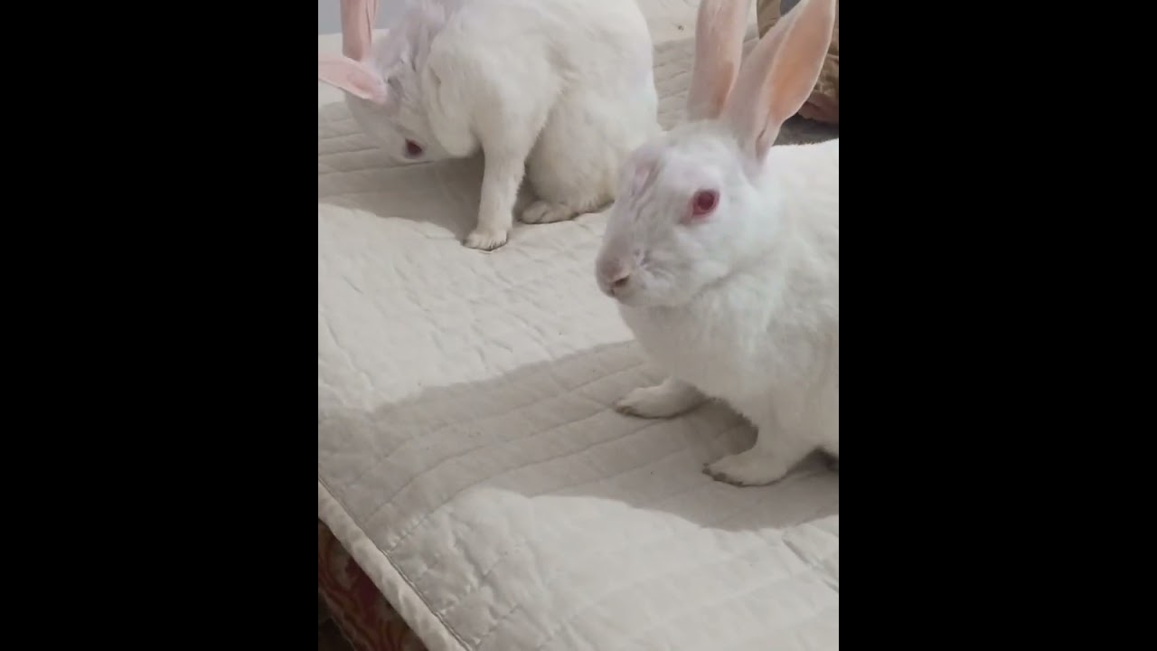 Kabhi pyar kabhi takrar bataiye Inka Kya Ho Gaya yaar ❤️🫶🧿#funny #funnyanimal #rabbit 