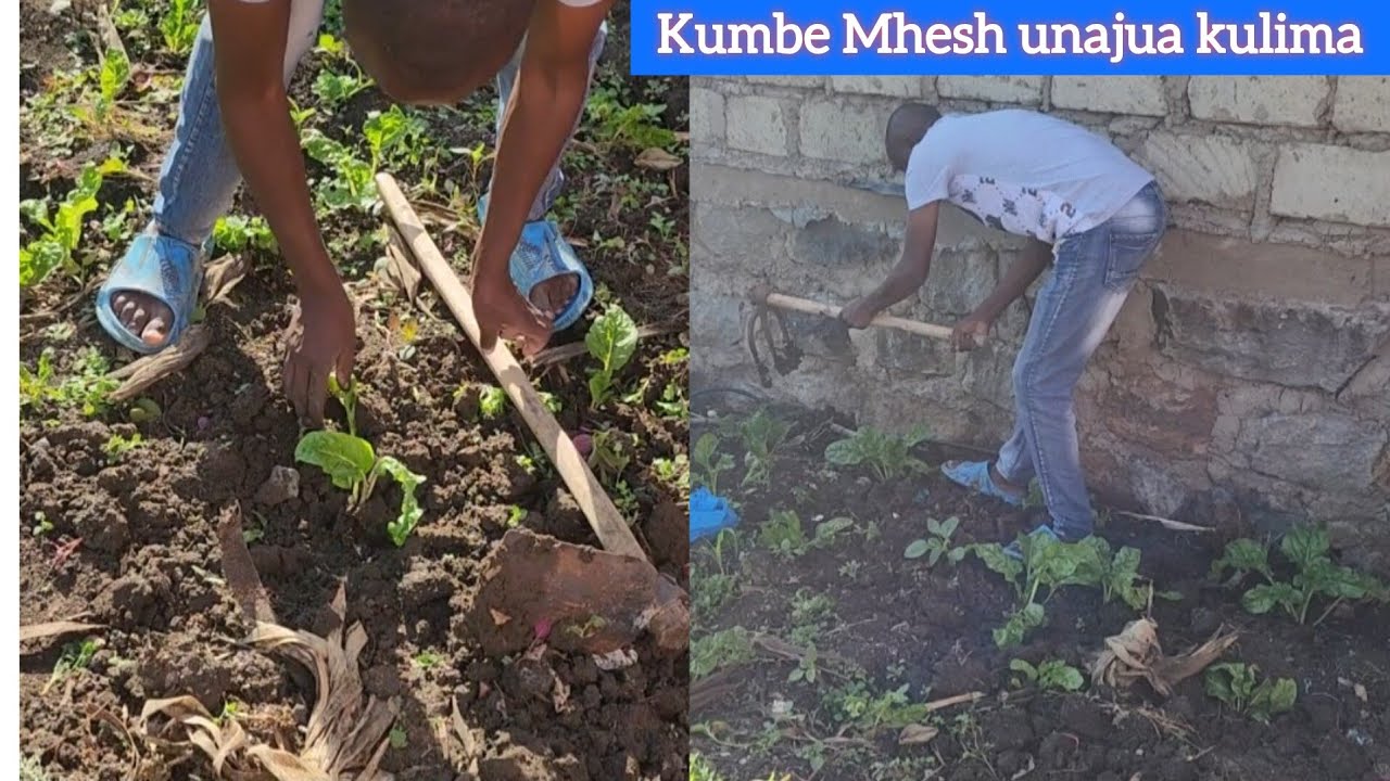 How hardworking my husband Johncena silver is  (Mkulima🤣) part 1