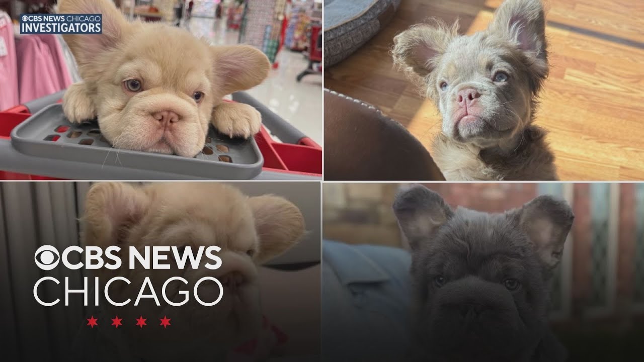 Oak Lawn man begs for return of 4 stolen dogs