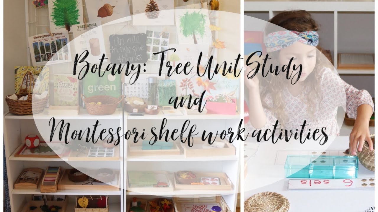 Kindergarten and Preschool Homeschool l Tree Unit Study and Montessori Inspired Activities