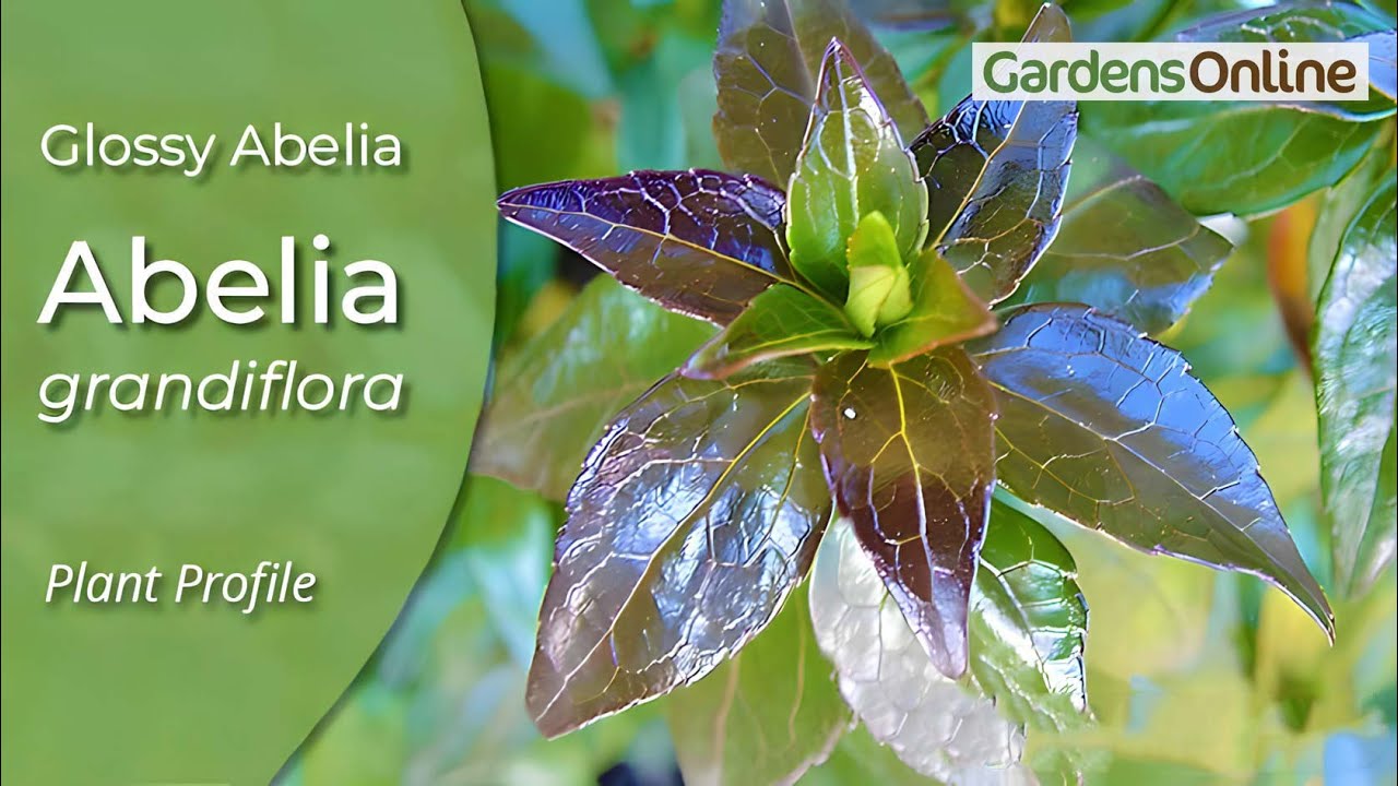 Abelia x grandiflora