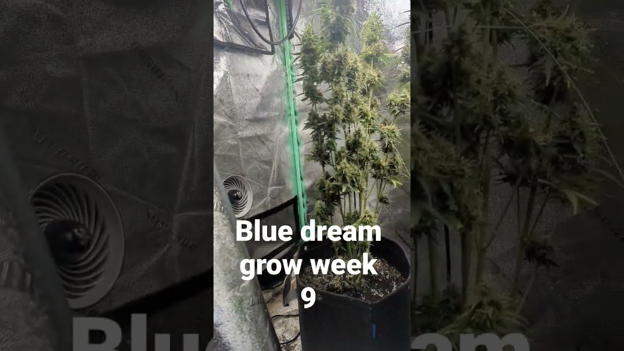 Blue dream grow week 9