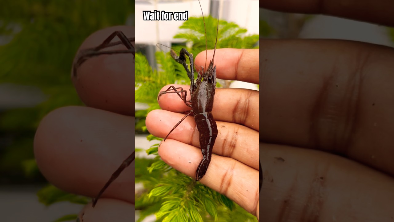 Lovely Mimi Shrimp 🦐✨ | Cute Nature Short #trending