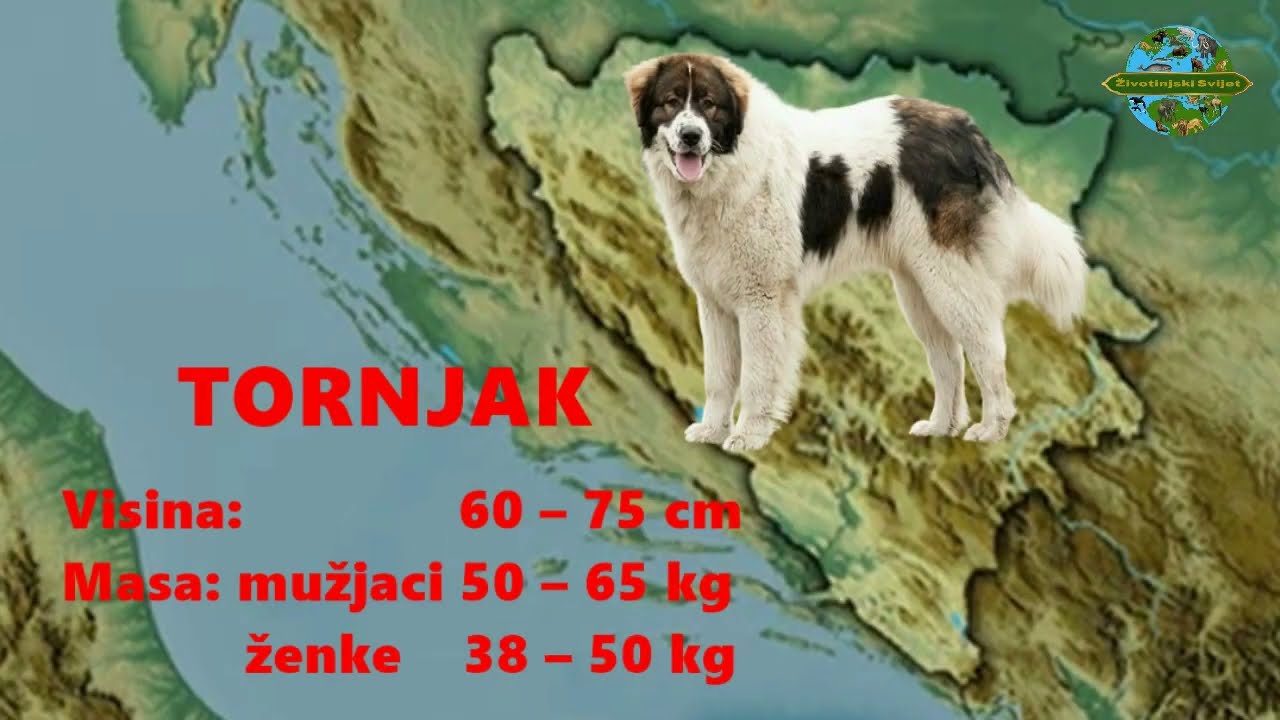&ldquo;Bosanskohercegovački pastirski pas - Tornjak