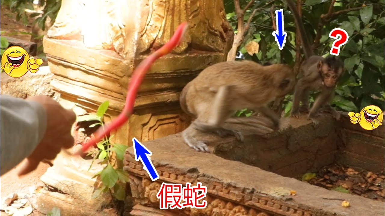 Monkey video Prank monkey #funny #monkey #monkeyvideo #animals #funnyanimal #monkeyshow #animals